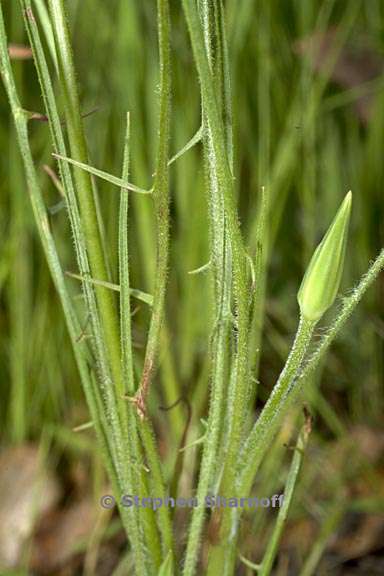 uropappus lindleyi 8 graphic